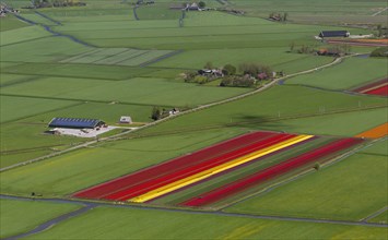 Tulip fields