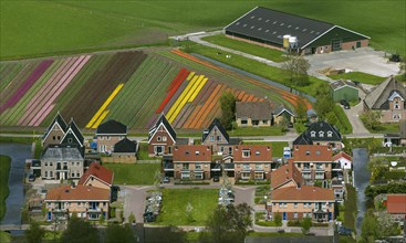 Town and tulip fields