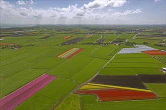 Tulip fields