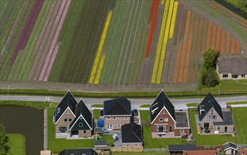 Town and tulip fields