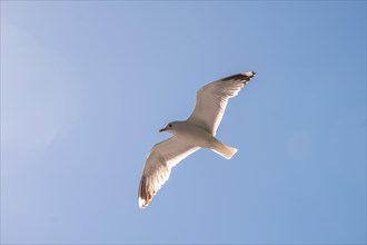 Mantled gull (Larus marinus) in flight