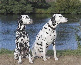 Two Dalmatians sitting by the water
