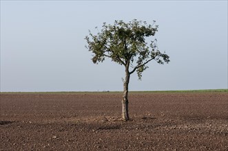 Solitary apple tree on farmland