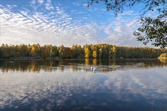Autumn at Lake Lindensee in Moenchbruch Nature Reserve