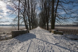 Winter at a horse chestnut avenue in the Moenchbruch nature reserve