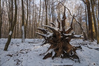 Roots of a fallen tree in a snowy forest