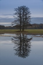 Several black alder trees (Alnus glutinosa) with reflections in flooded floodplains in late autumn