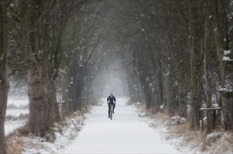Mountain biker riding along a snowy tree-lined avenue