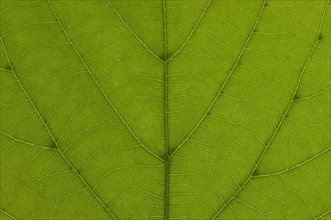 Leaf structure of a Large-leaved Lime (Tilia platyphyllos) in transmitted light