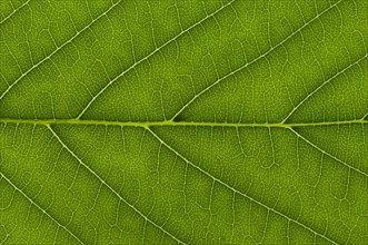 Leaf structure of a Horse Chestnut (Aesculus hippocastanum) in transmitted light