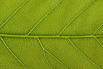 Leaf structure of a Sweet Chestnut (Castanea sativa) in transmitted light