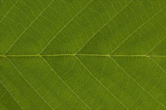 Leaf structure of a Hornbeam (Carpinus betulus) in transmitted light