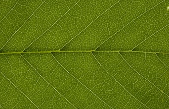 Leaf structure of a Field Elm (Ulmus carpinifolia) in transmitted light