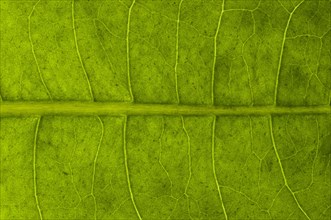 Leaf structure of a Dandelion (Taraxacum officinale) in transmitted light