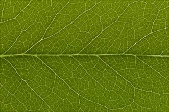 Leaf structure of Holly (Ilex sp.)
