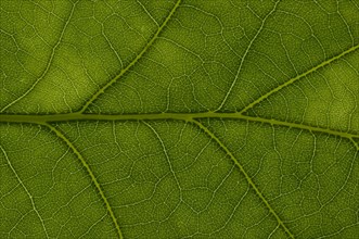 Leaf structure of an English Oak (Quercus robur)
