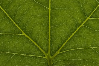 Leaf structure of a London Planetree