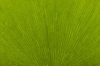 Leaf structure of a Ginkgo (Ginkgo biloba)