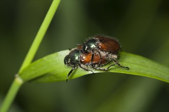 Garden Foliage Beetles (Phyllopertha horticola) in copula