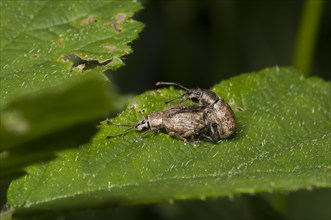 Weevil (Peritelus familiaris) in copula