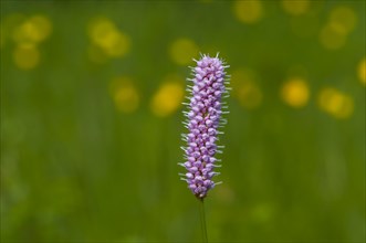 Flowering Bistort (Bistorta officinalis)