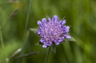 Blossoming Field Scabious (Knautia arvensis)