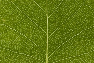 Leaf structure of the Tulip Tree (Liriodendron tulipifera)