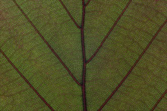 Leaf structure of the Copper Beech (Fagus sylvatica f. purpurea)