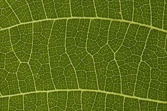 Leaf structure of the Persian Walnut or Common Walnut (Juglans regia)
