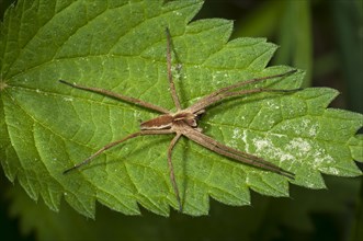 Nursery web spider species (Pisaura mirabilis) on Stinging Nettle (Urtica dioica)