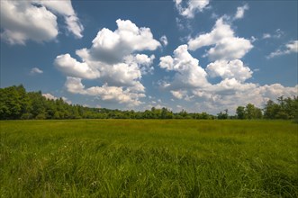 Wet meadow with summer clouds