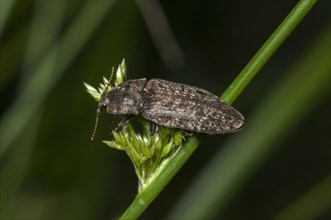 Click beetle species (Adelocera murina)