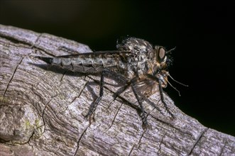 Golden-tabbed Robber-fly (Eutolmus rufibarbis) with caught insect