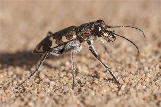 Northern Dune Tiger Beetle (Cicindela hybrida)