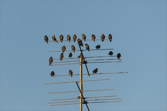 Starlings (Sturnus vulgaris) perched on an aeriel