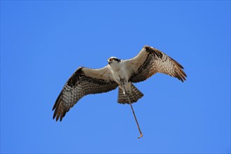 Osprey (Pandion haliaetus carolinensis) in flight with nesting material