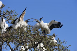 Wood Storks (Mycteria americana) quarraling in a breeding colony