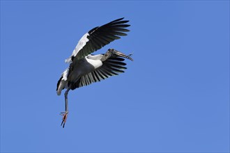 Wood Stork (Mycteria americana) in flight with nesting material