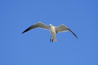 Laughing Gull (Larus atricilla) in winter plumage