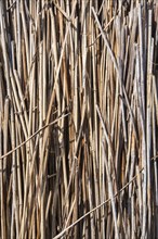 Bundled dried reeds