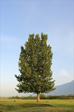 Black Poplar (Populus nigra)