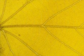 Large-leaved Lime (Tilia platyphyllos) leaf structure in transmitted light