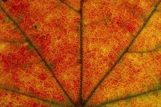 Maple (Acer sp.) leaf structure in transmitted light