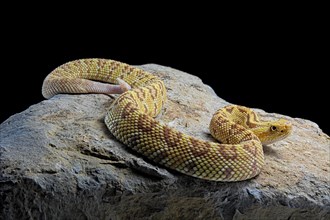 Hypomelanistic Northwestern neotropical rattlesnake (Crotalus culminatus)