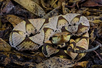 Sharp-nosed viper (Deinagkistrodon acutus)