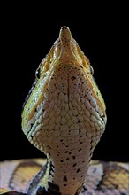 Sharp-nosed viper (Deinagkistrodon acutus)