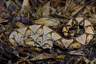 Sharp-nosed viper (Deinagkistrodon acutus)