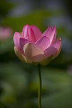 Flower of an Indian Lotus or Sacred Lotus (Nelumbo nucifera)