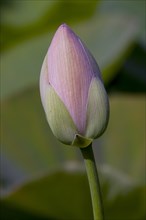 Bud of an Indian Lotus or Sacred Lotus (Nelumbo nucifera)
