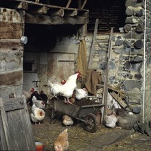 Cock and hens poultry-yard on a farm
